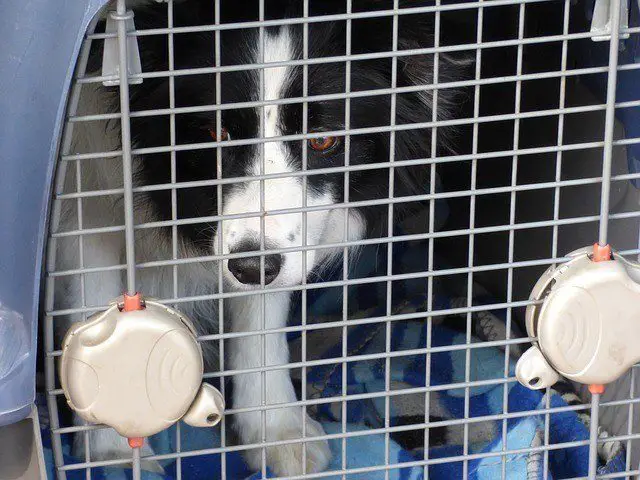 how to soundproof a dog crate