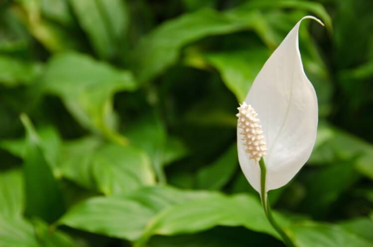 japanese peace lily