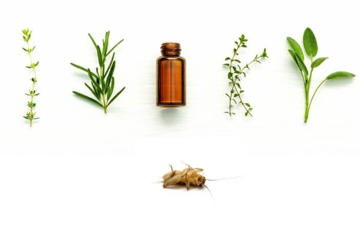 crickets hate essential oils