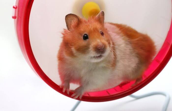 hamster on its silent wheel
