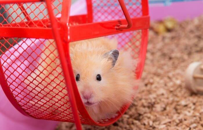how to quiet a hamster wheel
