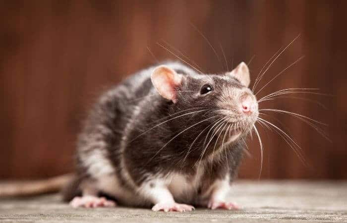 rats are quiet pets