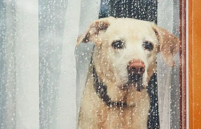 dog looking out of rain covered window