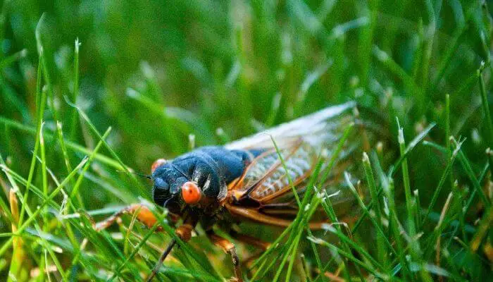 cicada in lawn