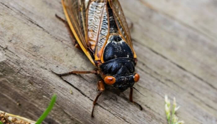 How To Make Cicadas Quiet: 9 Proven Methods